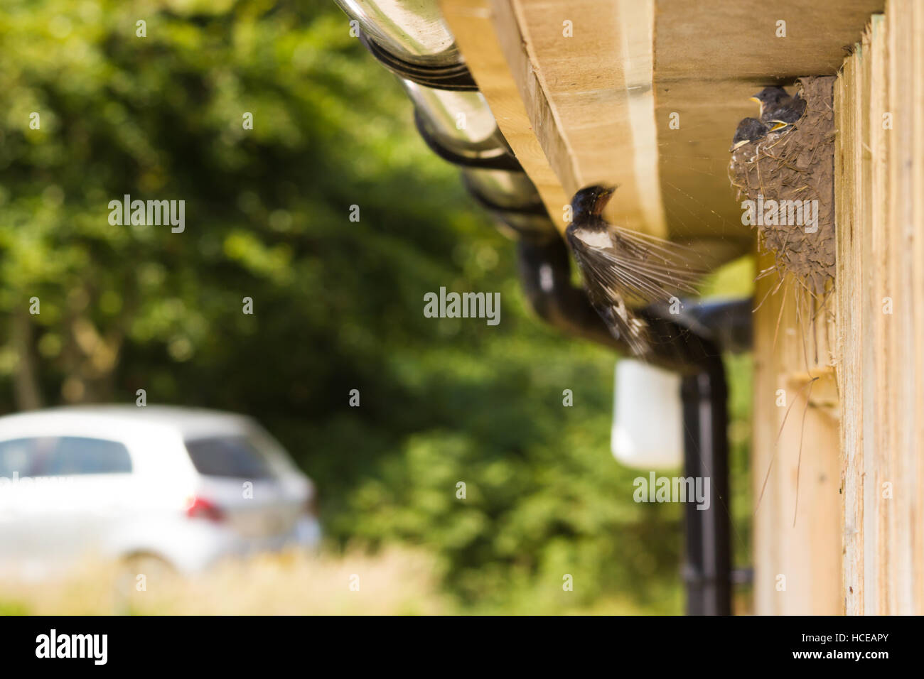 Hirundo rustica Golondrina africana, un adulto llega a su nido para hacer una visita para alimentar a sus polluelos, St Mary's, Isles of Scilly, Reino Unido, Julio Foto de stock