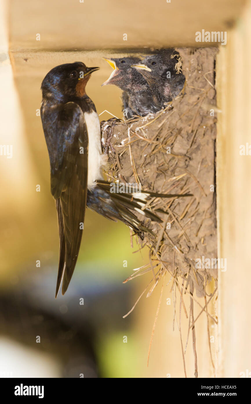 Hirundo rustica Golondrina africana, un adulto llega a su nido para alimentar a sus hambrientos polluelos, St Mary's, Isles of Scilly, Reino Unido, Julio Foto de stock