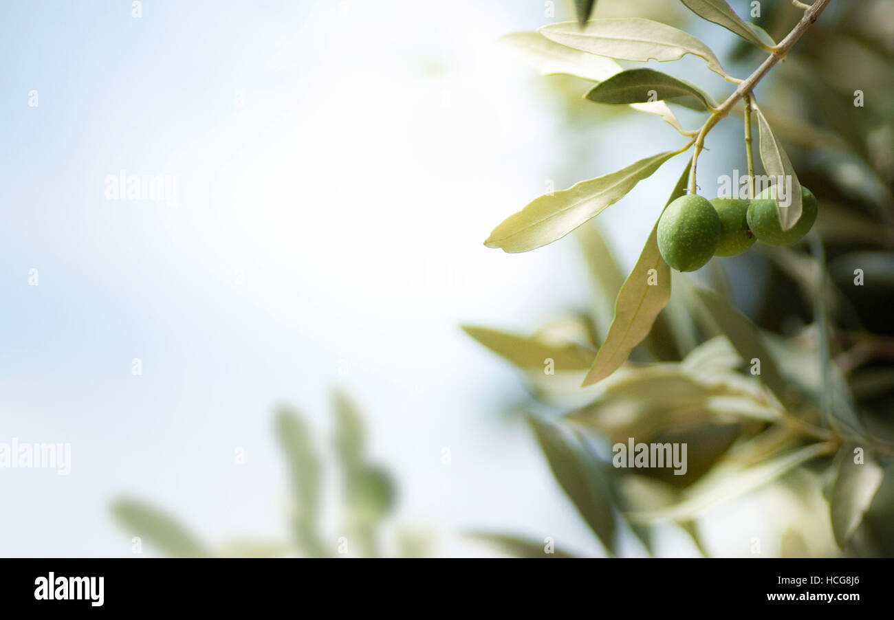 Imagen horizontal de una rama de olivo, con espacio libre a la izquierda. Foto de stock
