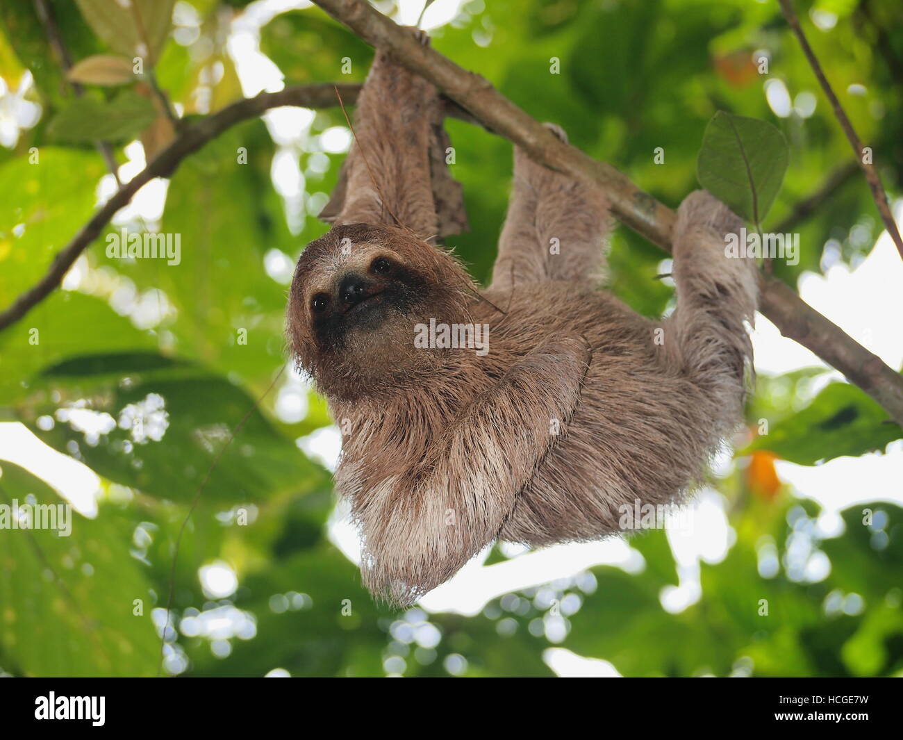 Lindo perezoso, Bradypus variegatus, colgando de una rama en el bosque, animales salvajes, Panamá, América Central Foto de stock