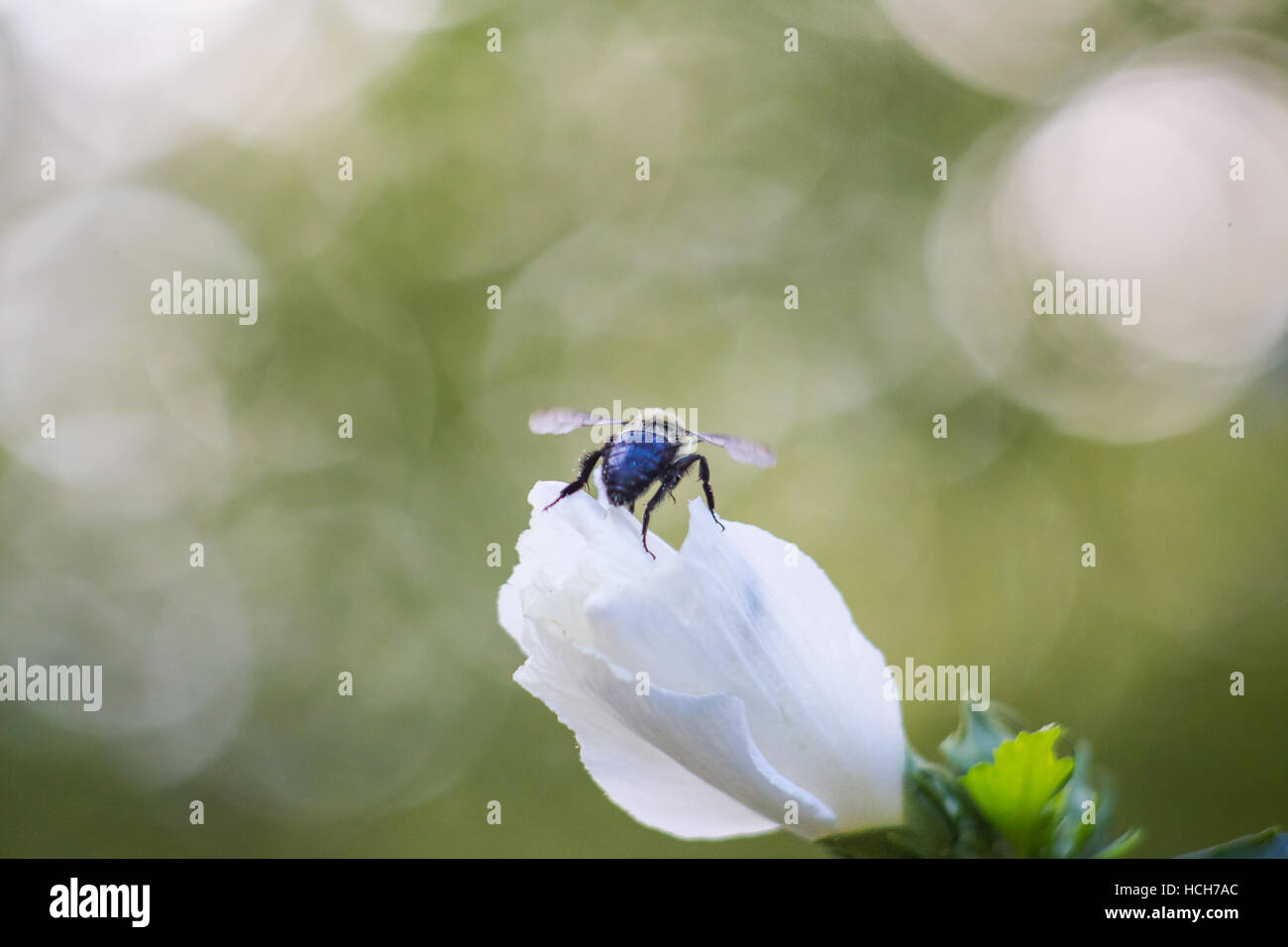 Vista trasera de la abeja despegando desde el blanco rosa de Sarón con bokeh resalta Foto de stock