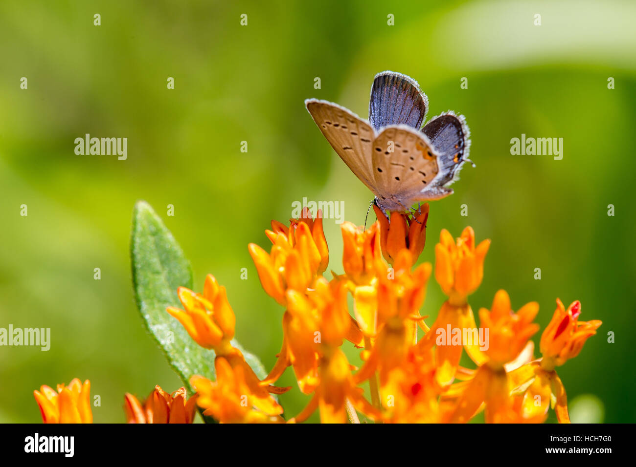 Vista lateral de la cola drunking Oriental mariposa azul de una mariposa flor de malezas Foto de stock