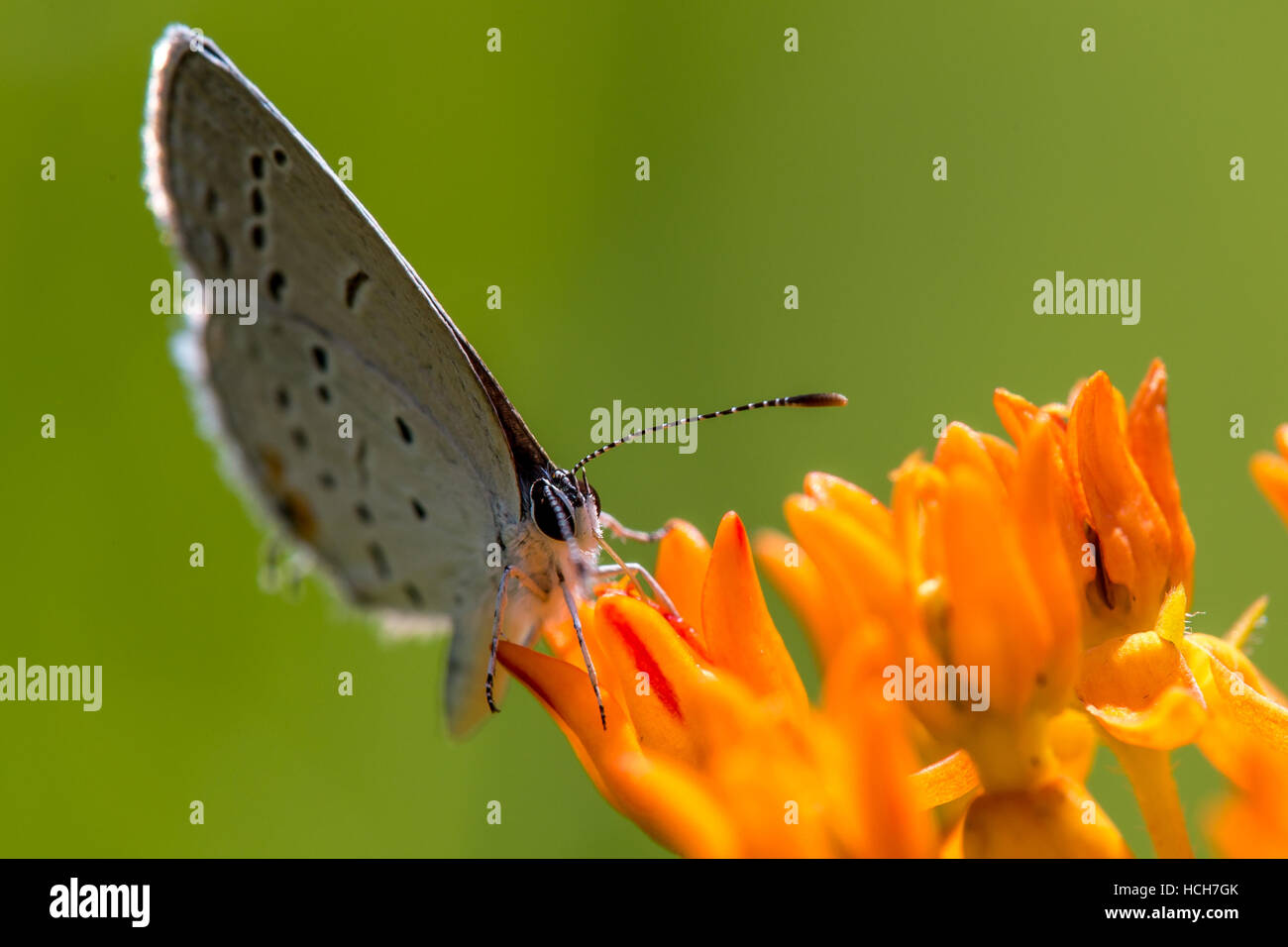 Cara en vista de cola mariposa azul drunking oriental de una mariposa flor de malezas con alas completamente cerrada Foto de stock