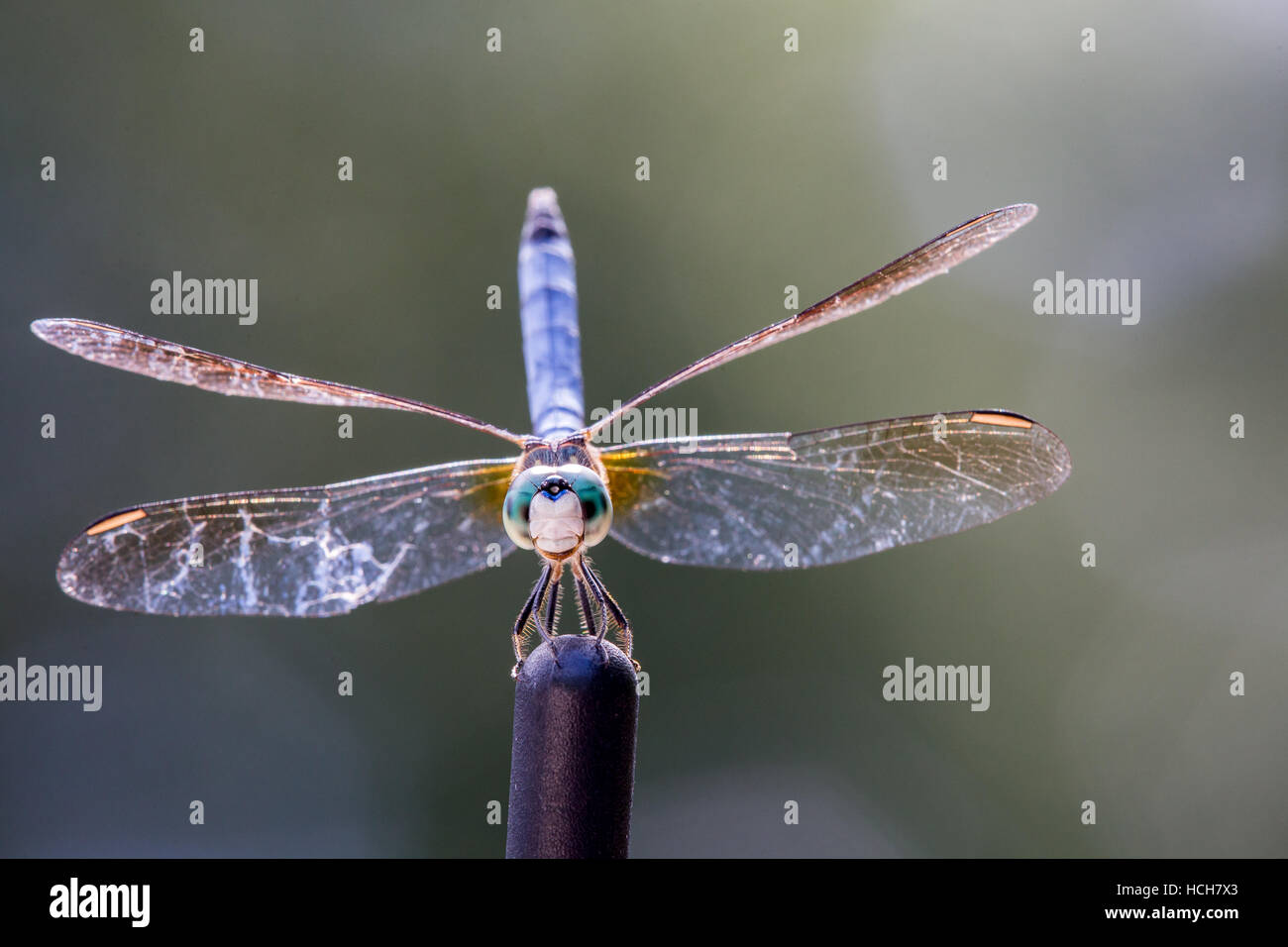 Dragonfly asoleándose En La punta de una antena de coche Foto de stock
