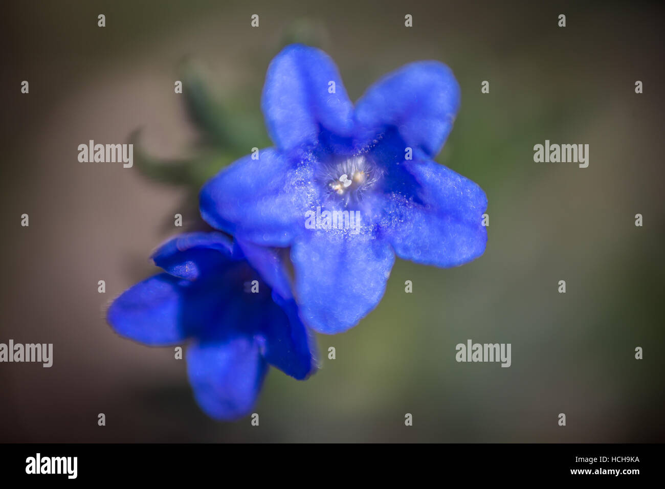Par de pequeñas flores de color azul con cinco pétalos en forma de estrella con poca profundidad de campo. Foto de stock
