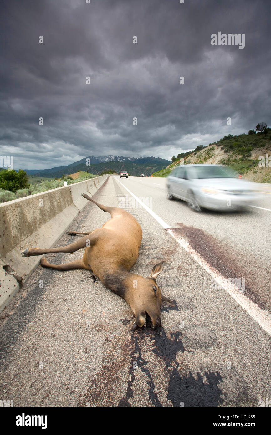 Imagen oscura de alces muertos mientras intentaban cruzar una carretera en Utah. Foto de stock