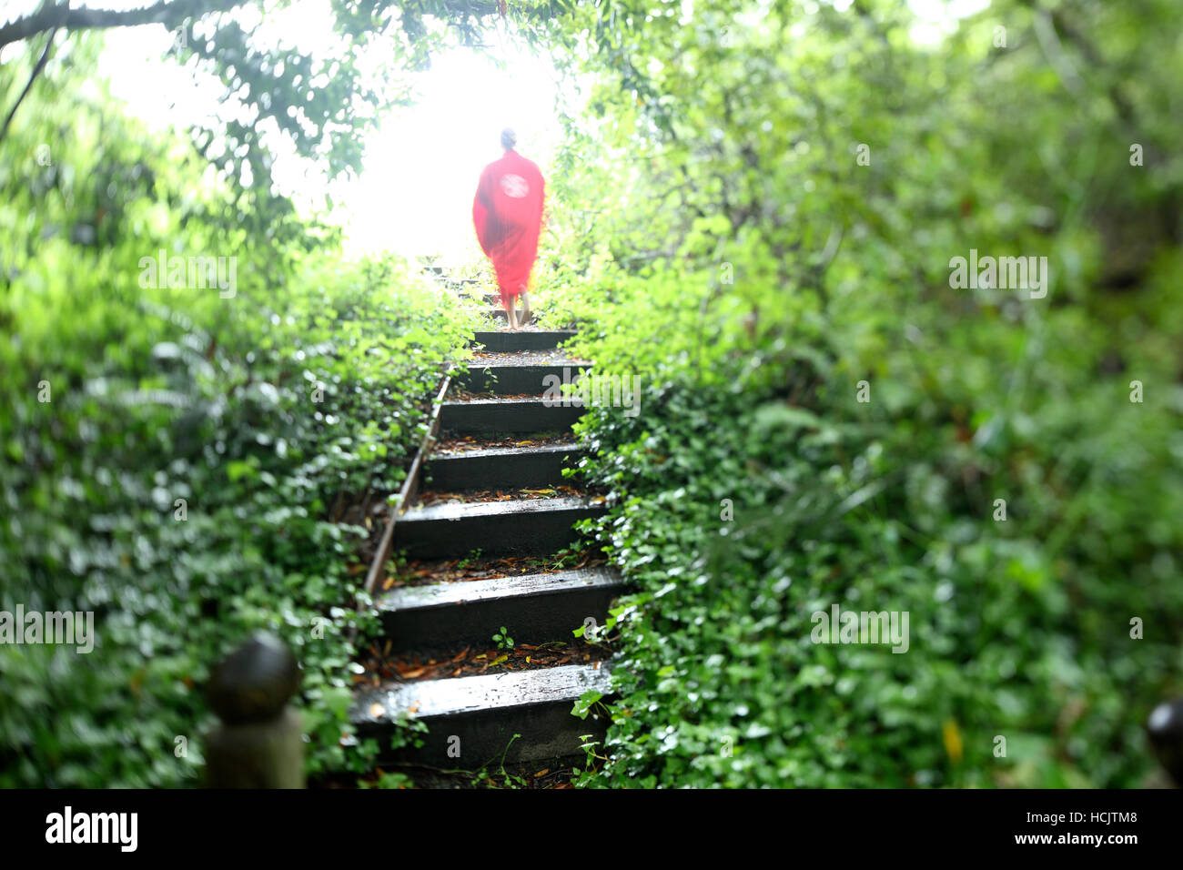 Caminar a través de los árboles a una sala de masajes en el spa de día