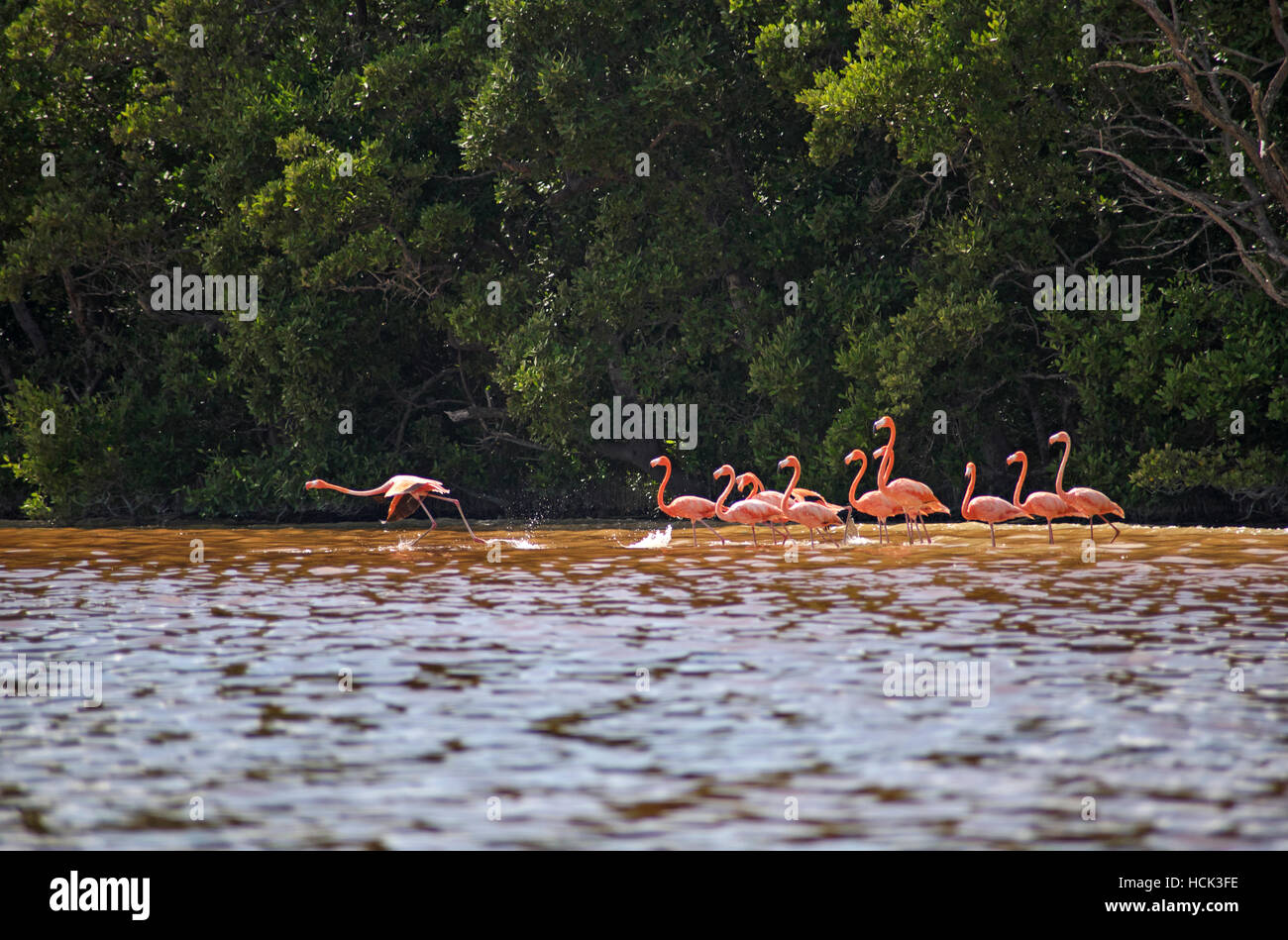 Flamingos en Celestún Reserva de la Biosfera, México Foto de stock