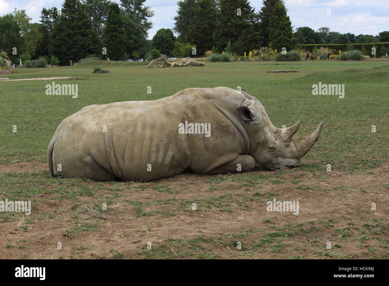 Rinoceronte blanco durmiendo dormido retrato de cuerpo entero de perfil facial Cotswold Wildlife Park Foto de stock