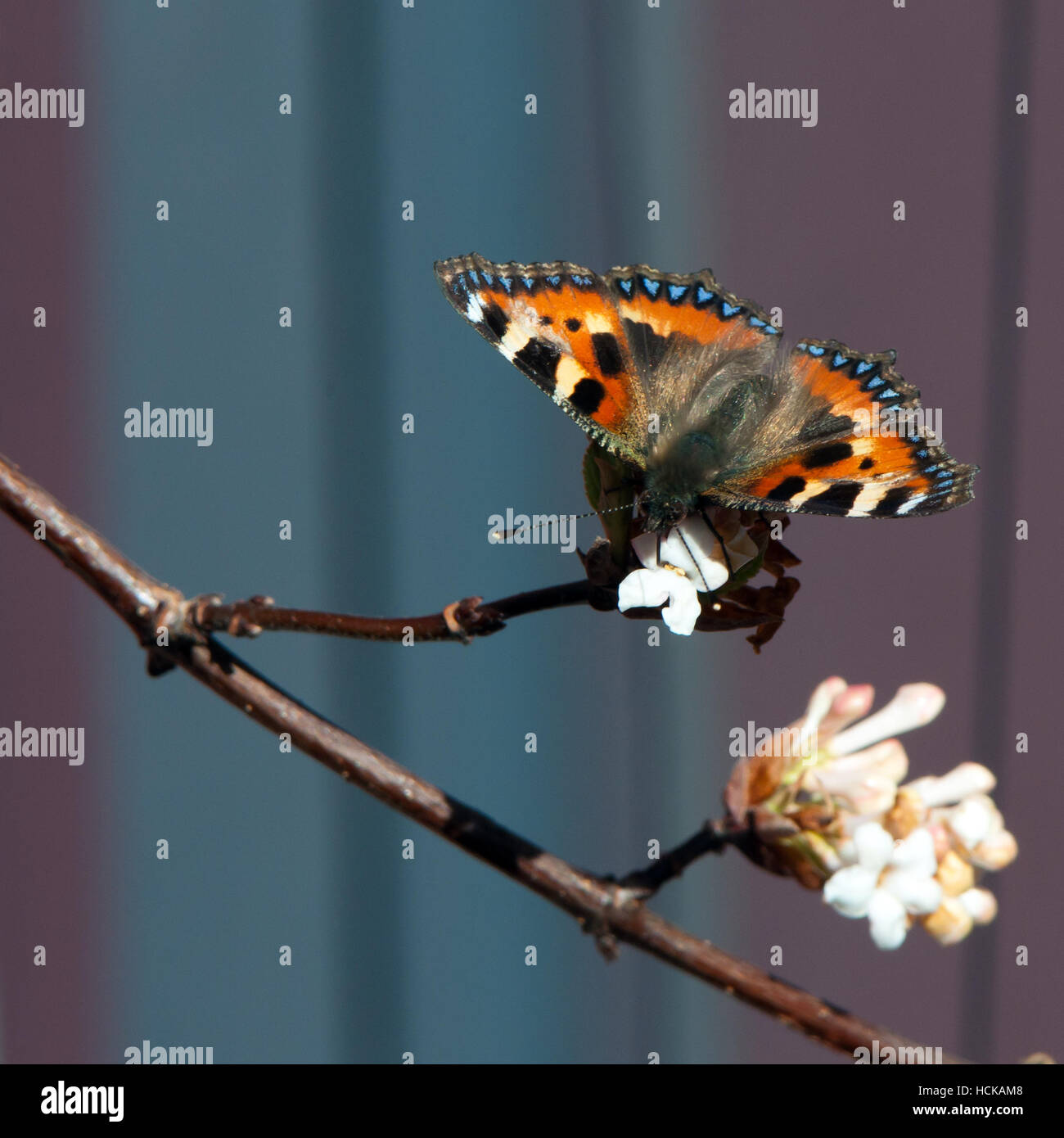 Un maravilloso color pequeña mariposa tortoiseshell succionar el néctar de la bola de nieve árbol con un bonito bokeh Foto de stock