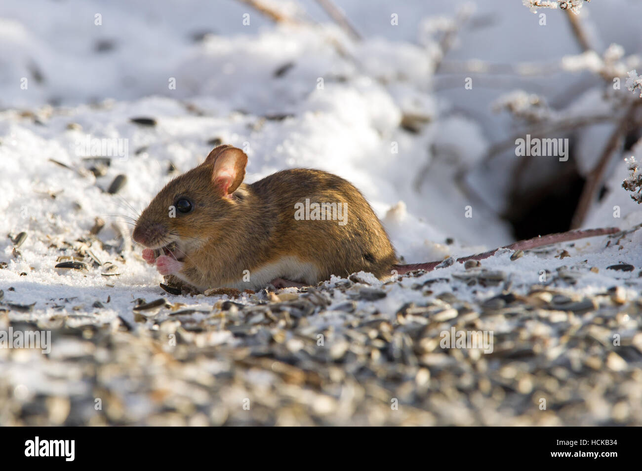 Un primer plano de un happy house ratón (Mus musculus), alimentándose de semillas sobre la nieve bajo el pájaro-tabla Foto de stock