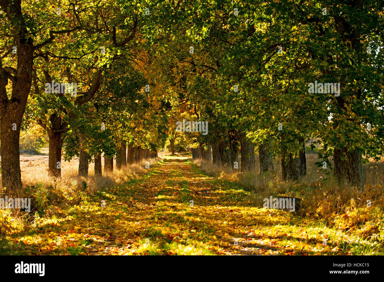 La belleza de la avenida arce en día de otoño Foto de stock