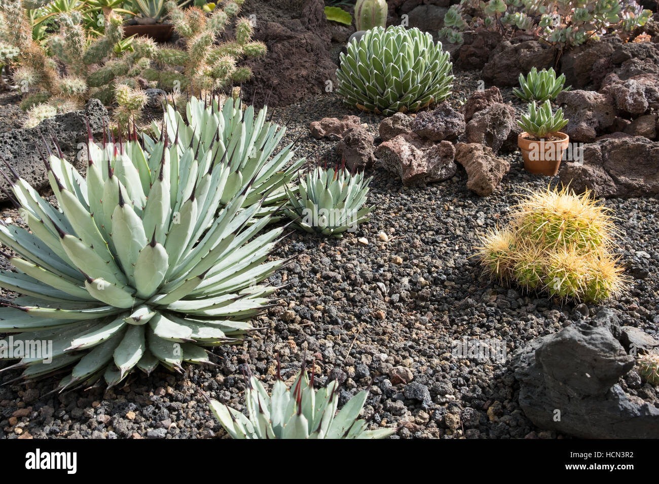 Cactus Garden - El jardín de plantas suculentas, aloe Foto de stock