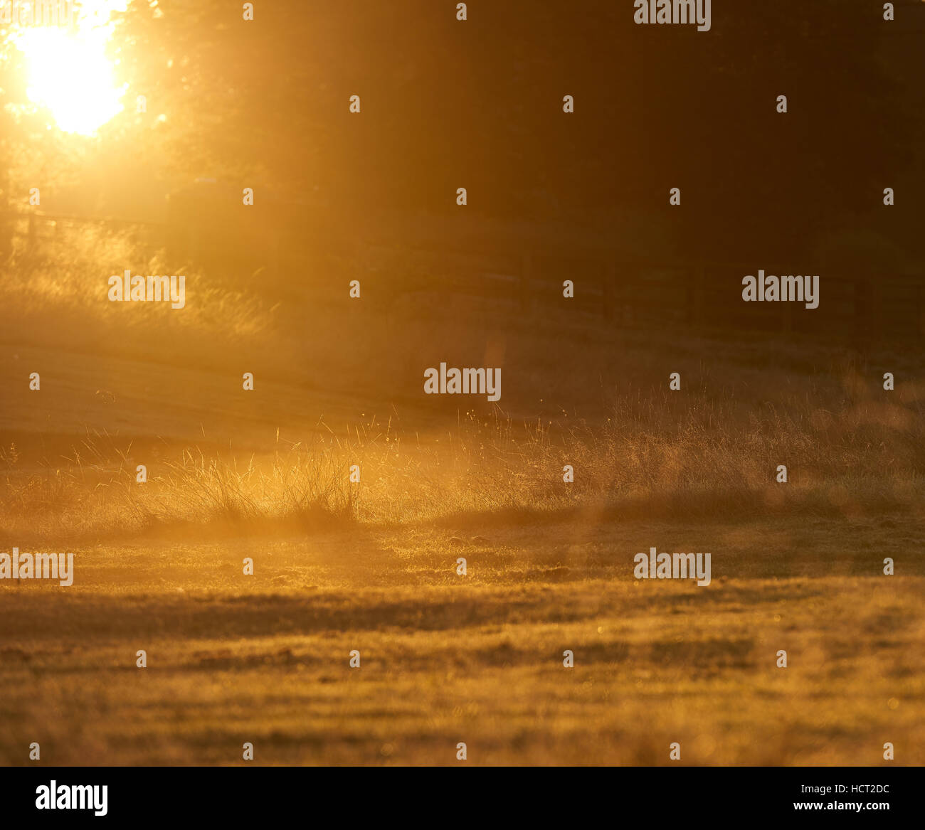 Amanecer mañana invernal de pasto con rocío glinting Foto de stock