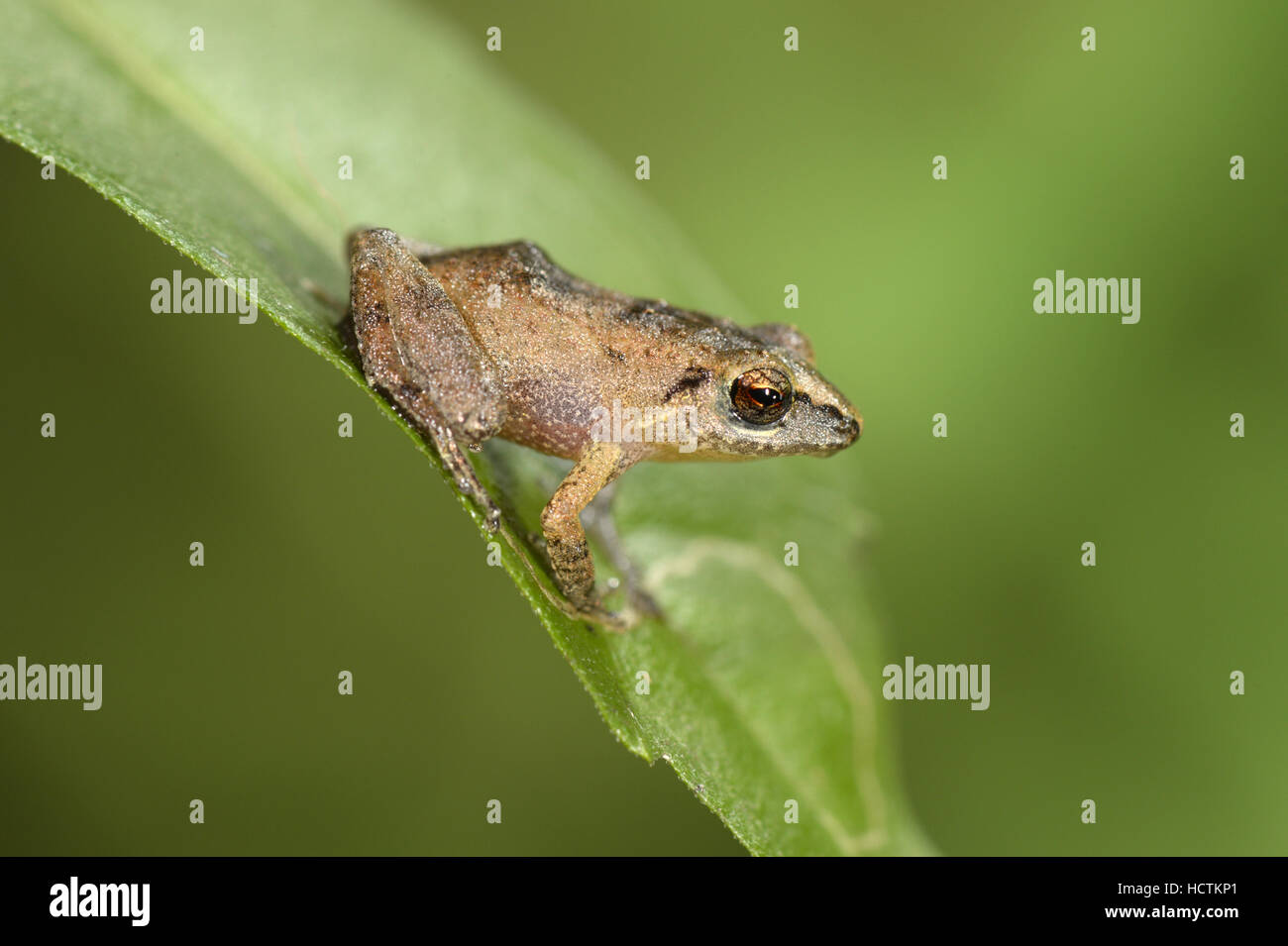 Menor silbido antillano - rana Eleutherodactylus johnstonei Foto de stock