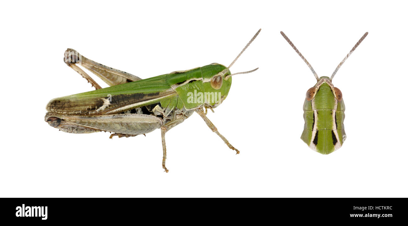 Alas bandas Grasshopper - Stenobothrus lineatus - hembra Foto de stock