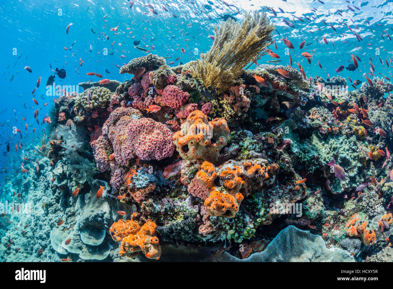 Profusión de corales duros y blandos, así como de peces de arrecife en submarino Batu Bolong, el Parque Nacional de Komodo, Flores Mar, Indonesia Foto de stock