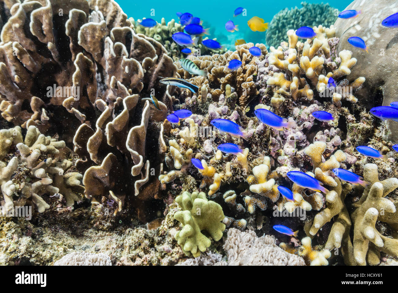 Profusión de corales duros y blandos y peces de arrecife, Isla Mengiatan submarina en el Parque Nacional de Komodo, Flores Mar, Indonesia Foto de stock