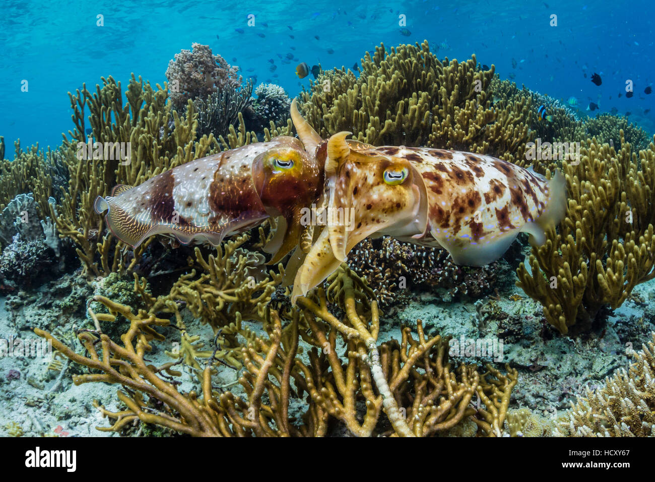Jibia (Sepia broadclub adultos latimanus) apareamiento sobre Sebayur Isla, Flores Mar, Indonesia Foto de stock