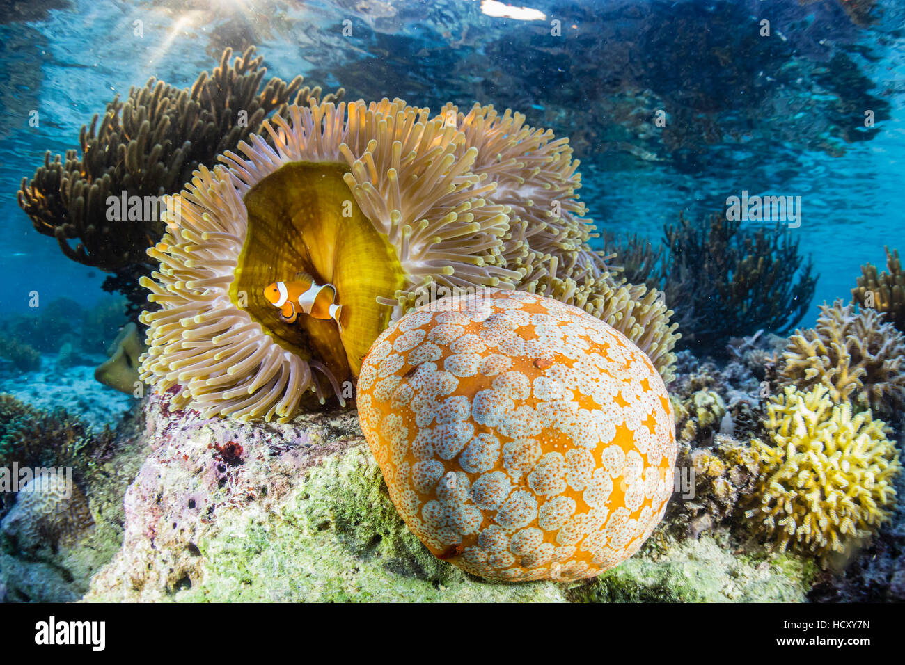 Falso anemonefish payaso (Amphiprion ocellaris), Sebayur Island, Parque Nacional Isla de Komodo, Indonesia Foto de stock