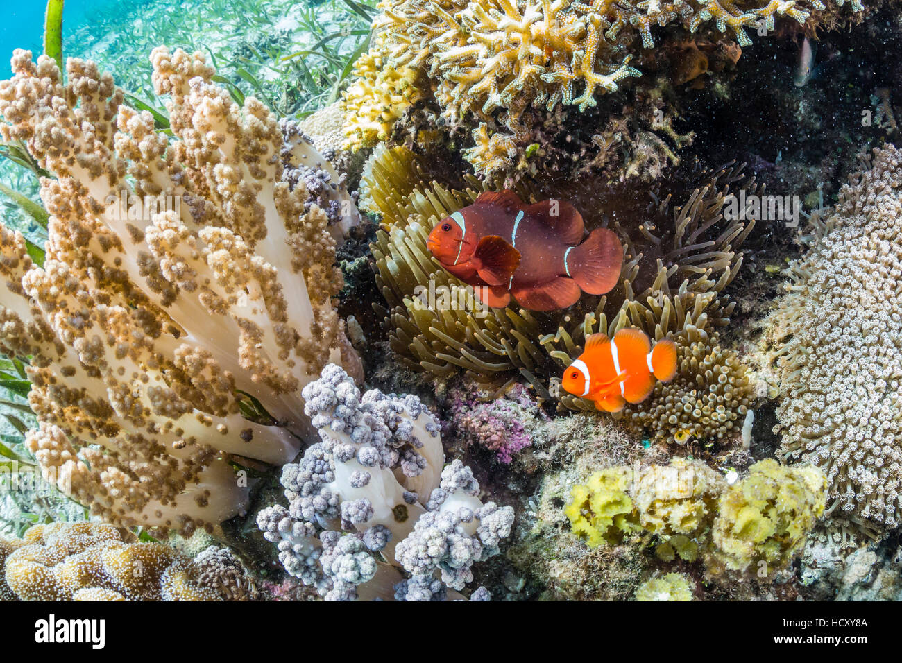 Adultos (Premnas biaculeatus spinecheek anemonefish), Sebayur Island, el Parque Nacional de Komodo, Flores Mar, Indonesia Foto de stock