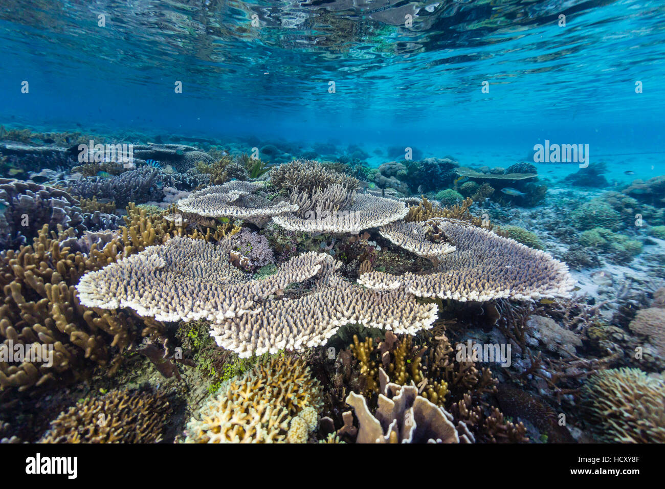 Una profusión de corales duros y blandos en Sebayur Island, el Parque Nacional de Komodo, Flores Mar, Indonesia Foto de stock