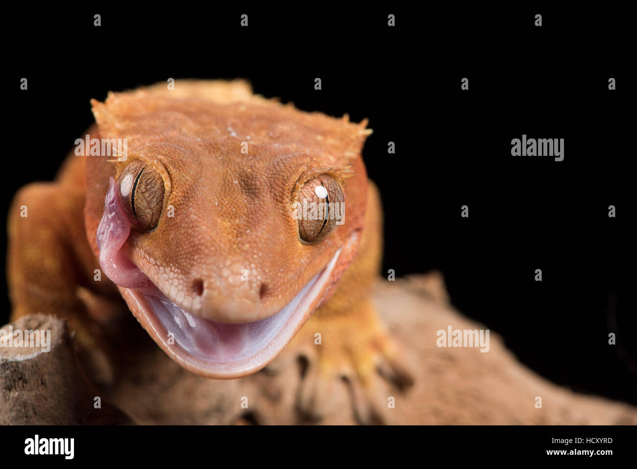 Crested Gecko (Correlophus ciliados), cautiva, Nueva Caledonia Foto de stock