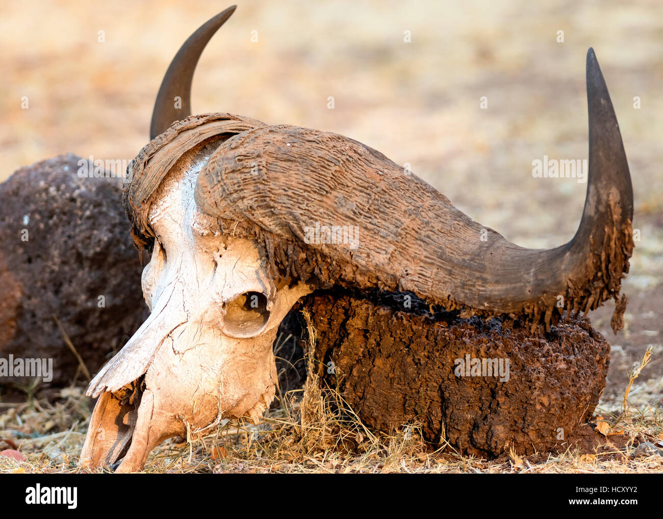 Cráneo de búfalo, el delta del Okavango, Botswana, África Foto de stock