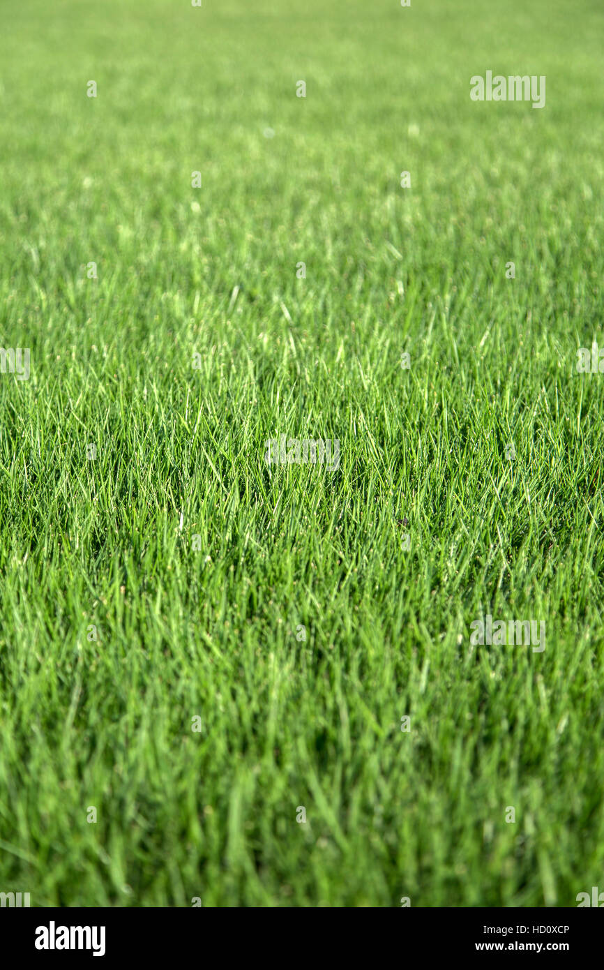 Vista cercana a la pasto verde Foto de stock