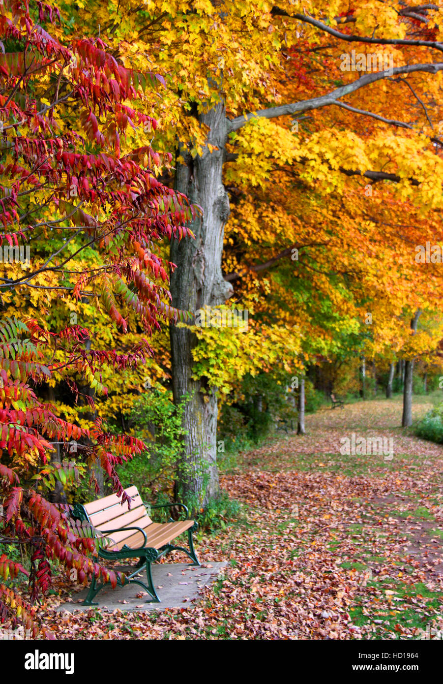 Otoño en un banco de un parque paisajístico, Hunter Mountain, Catskills, NY, EE.UU.. Foto de stock