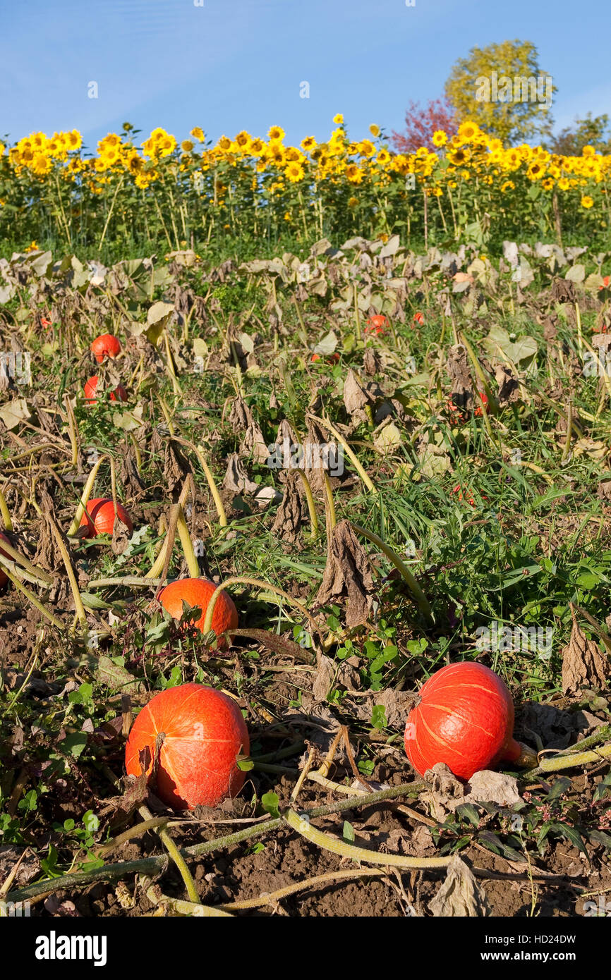 Anbau Hokkaidokürbis, gemeinsam mit Sonnenblume, Hokkaido-Kürbis, Hokkaido - Hokaidokürbis Hokaido-Kürbis Kürbis,,,,, Riesen-Kürb Riesenkürbis Hokaido Foto de stock
