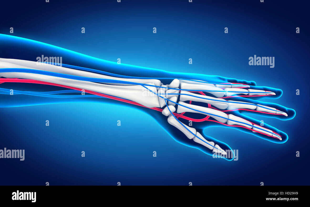 Anatomía de la mano humana Fotografía
