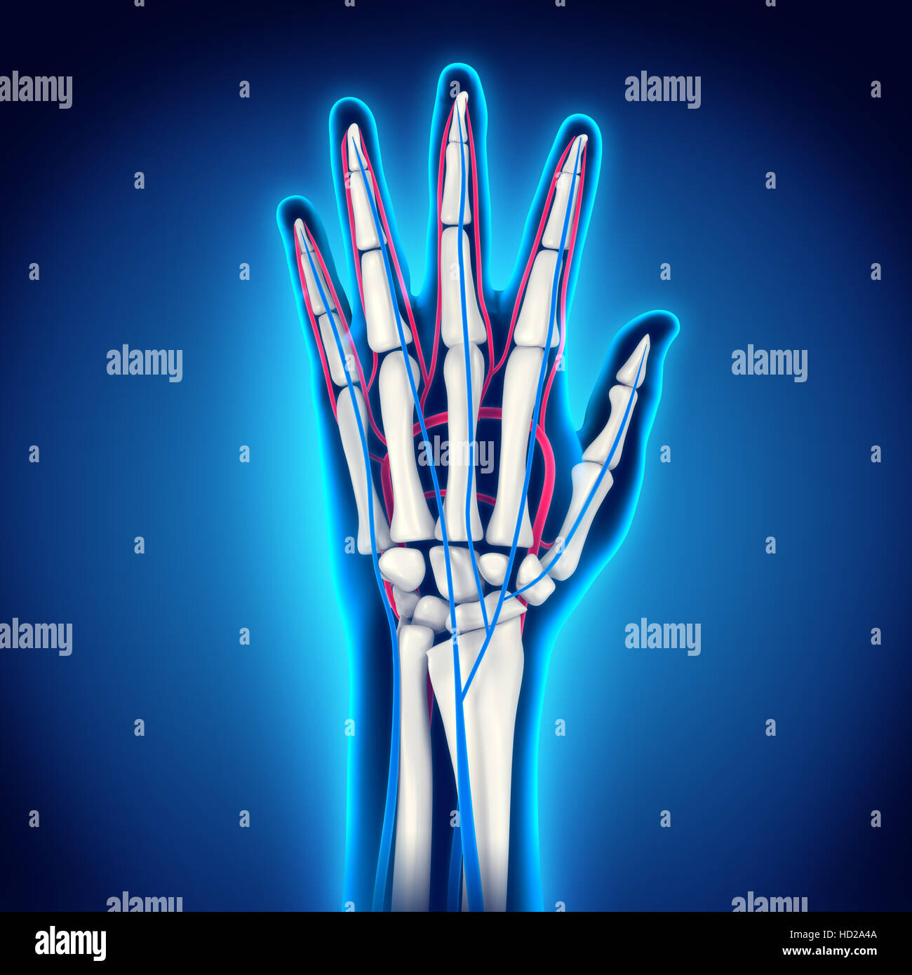 Venas de la mano. 3d fotografías