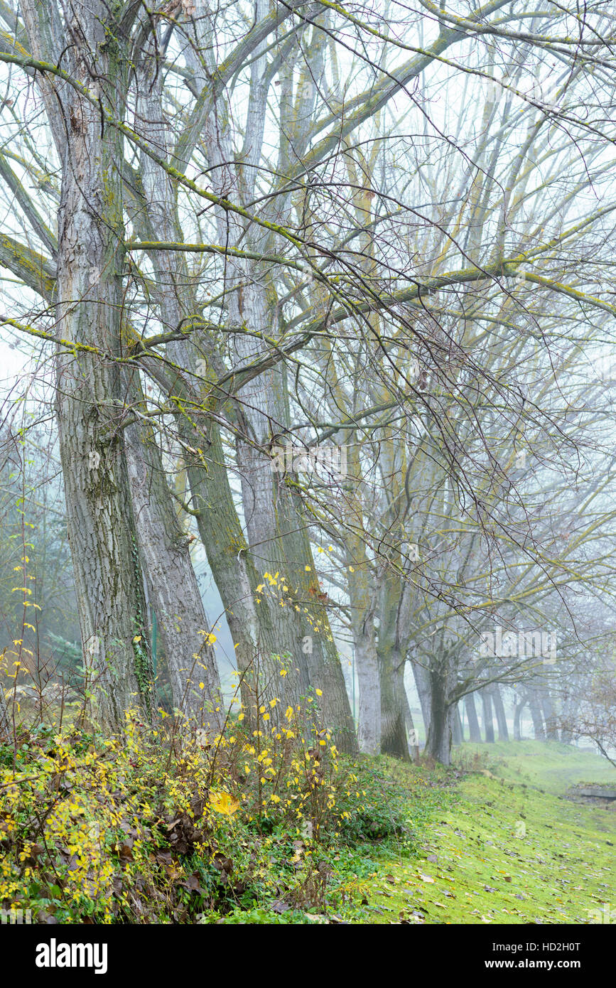 Fila de deshojado árboles en frío día de invierno Foto de stock