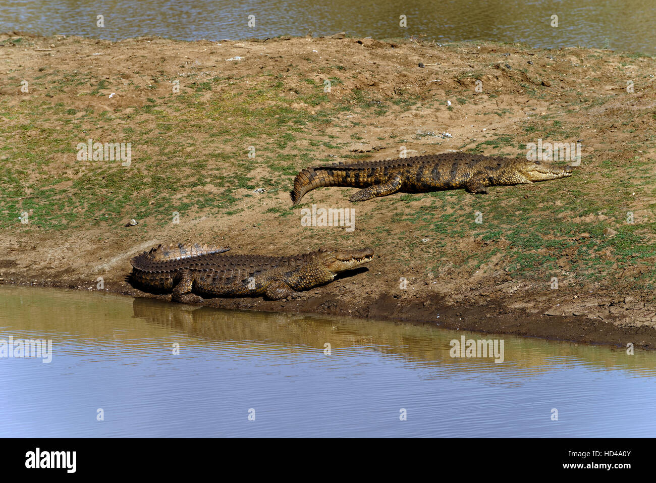 Los cocodrilos del Nilo (Crocodylus niloticus) en Erindi Private Game Reserve, Región Erongo cerca de Omaruru, Namibia Foto de stock