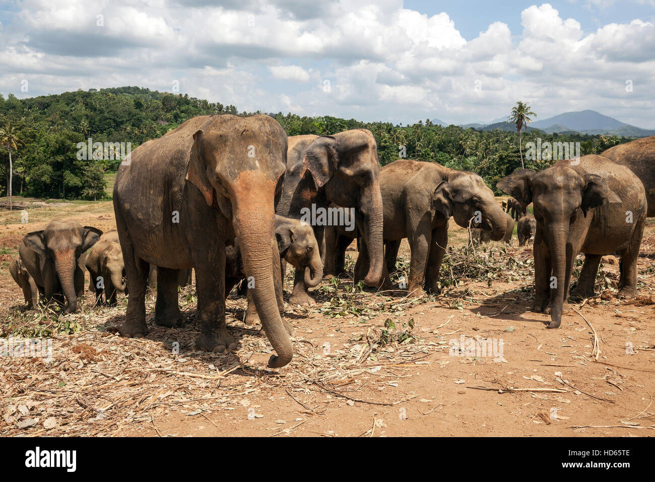 El elefante asiático (Elephas maximus), Orfanato de Elefantes Pinnawala, Pinnawala, Provincia Central, Sri Lanka Foto de stock