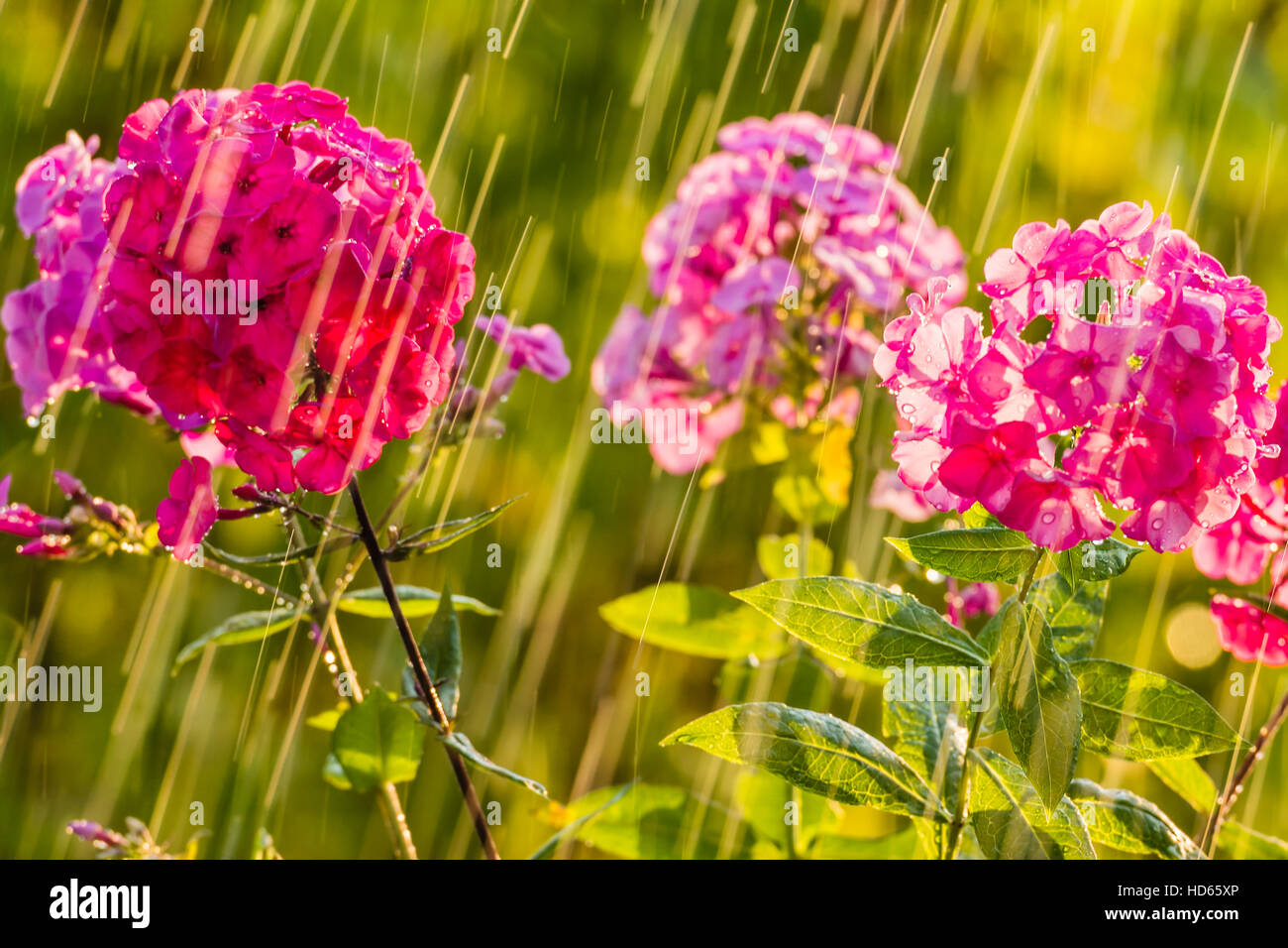 La lluvia del verano y phlox. Esta foto fue tomada en un parque, cerca de Kiev. Foto de stock