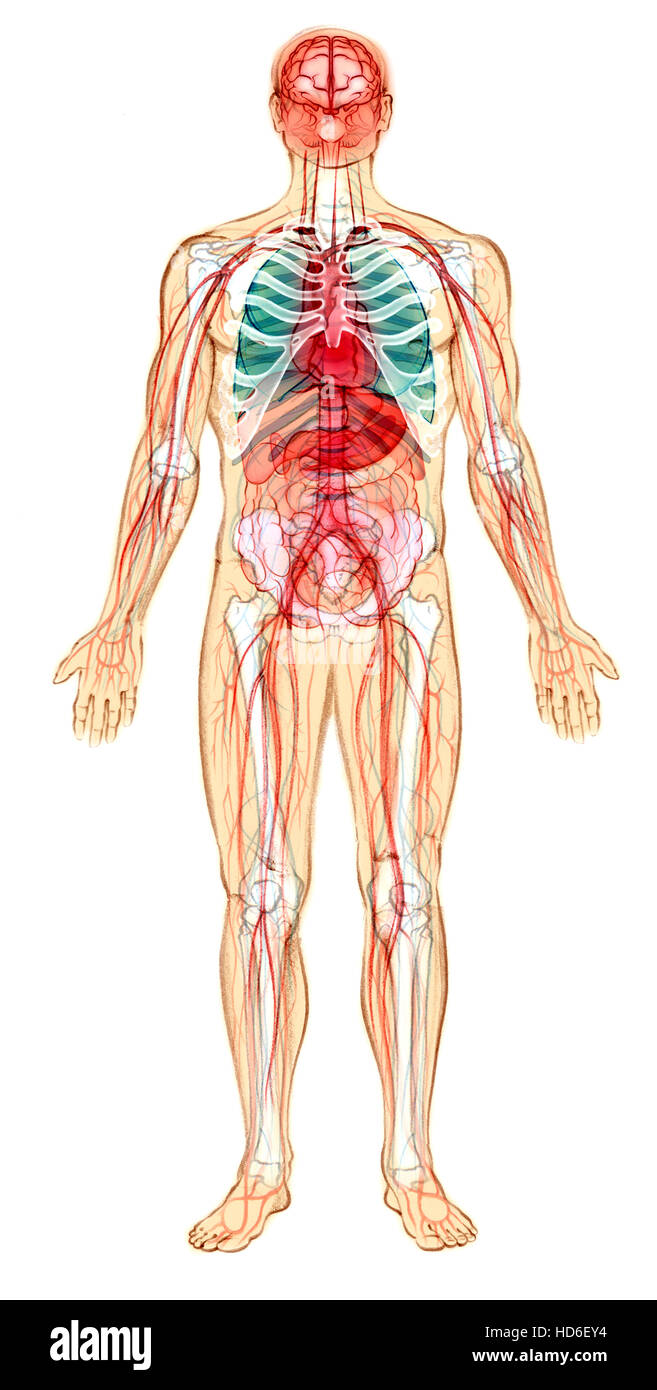 Esqueleto Humano con sistema linfático Foto de stock
