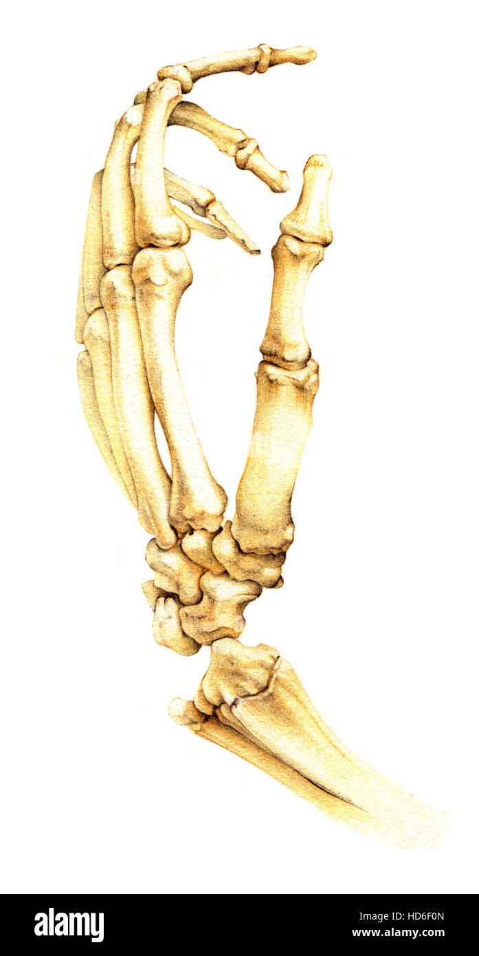 Huesos de la mano humana Foto de stock