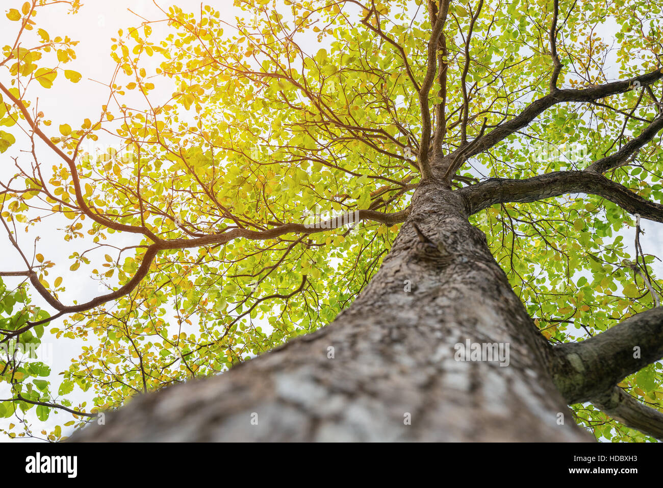 Mirando hacia arriba en el árbol grande de una gran rama con hojas verdes y suave luz natural Foto de stock