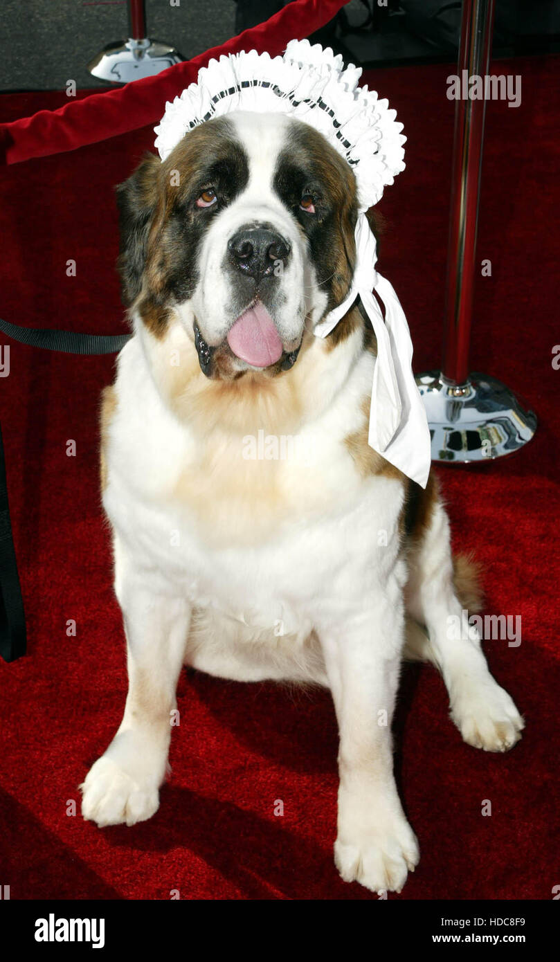 Sfb10 20031213 HOLLYWOOD, ESTADOS UNIDOS : Nana el perro en la alfombra  roja del estreno de la película 'Peter Pan' en el Grauman's Chinese Theatre  en Hollywood, California, el sábado, 13 de