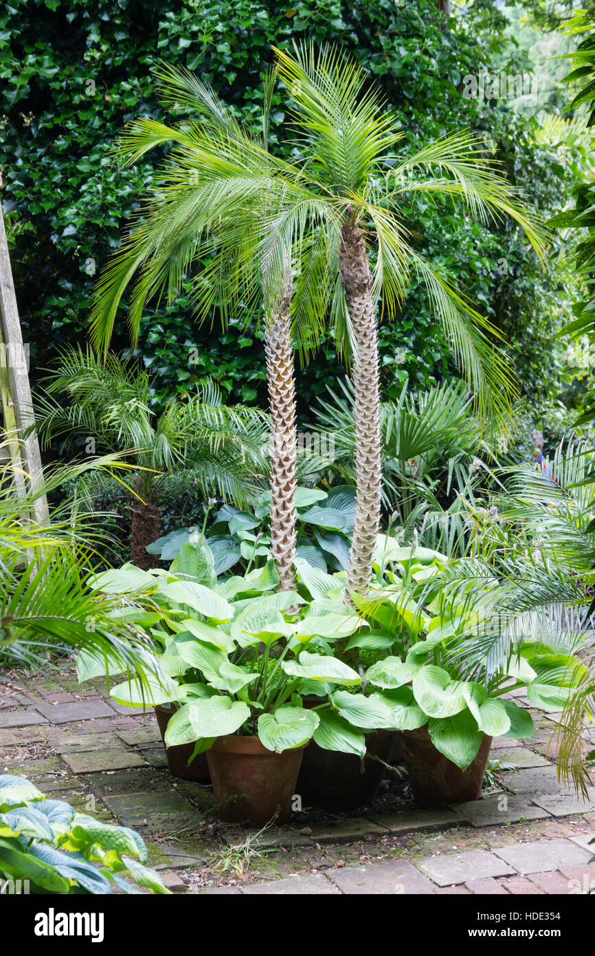 Pot crecido pigmeo palmeras datileras, Phoenix roebelenii, rodeado con grandes hojas hostas en un exótico jardín UK Foto de stock