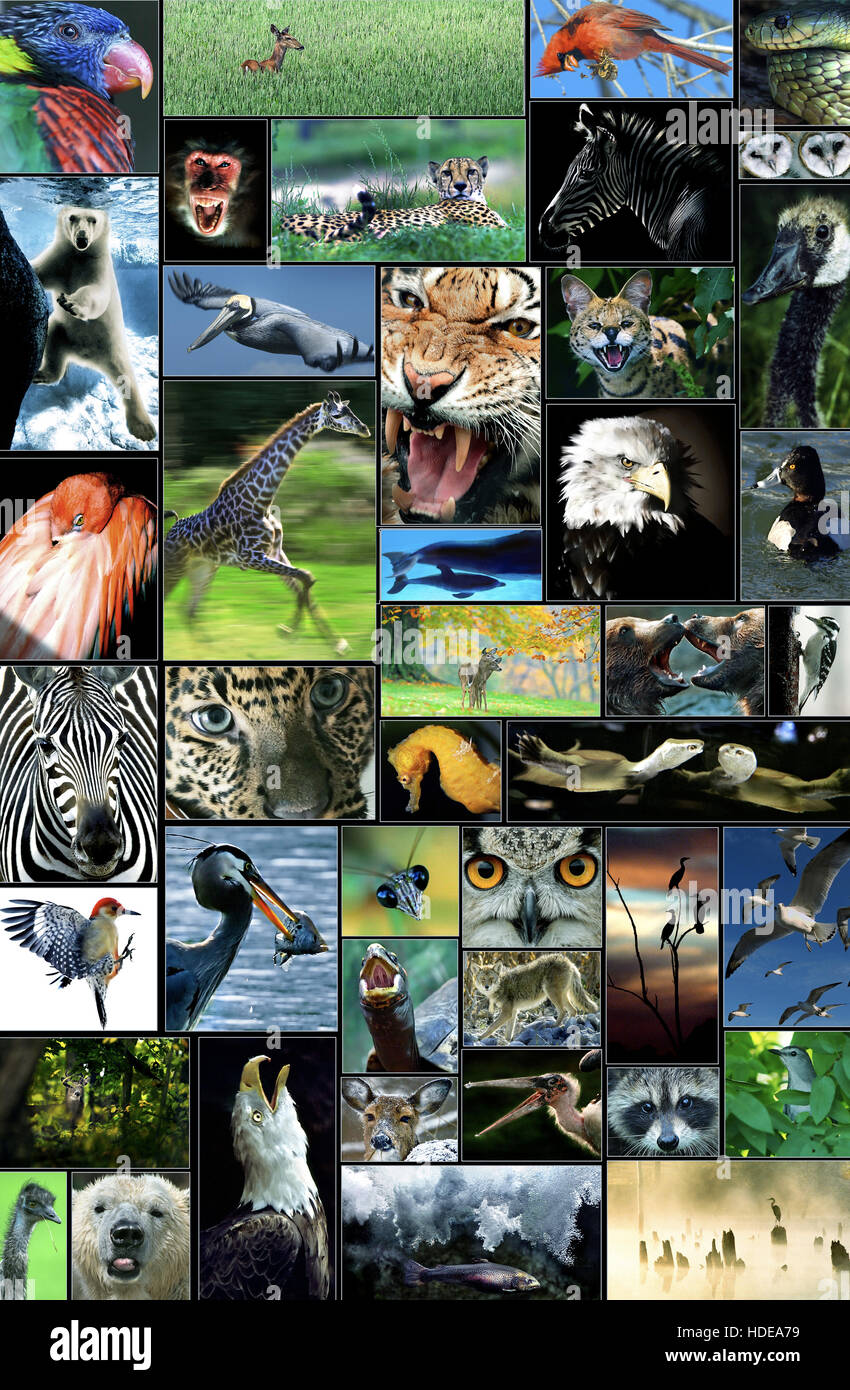 Este es un collage de vida silvestre para ser utilizado como un elemento gráfico o un fondo Foto de stock