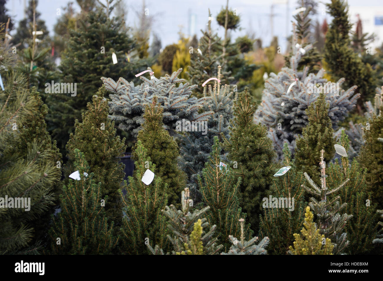 Los árboles de Navidad para la venta Foto de stock