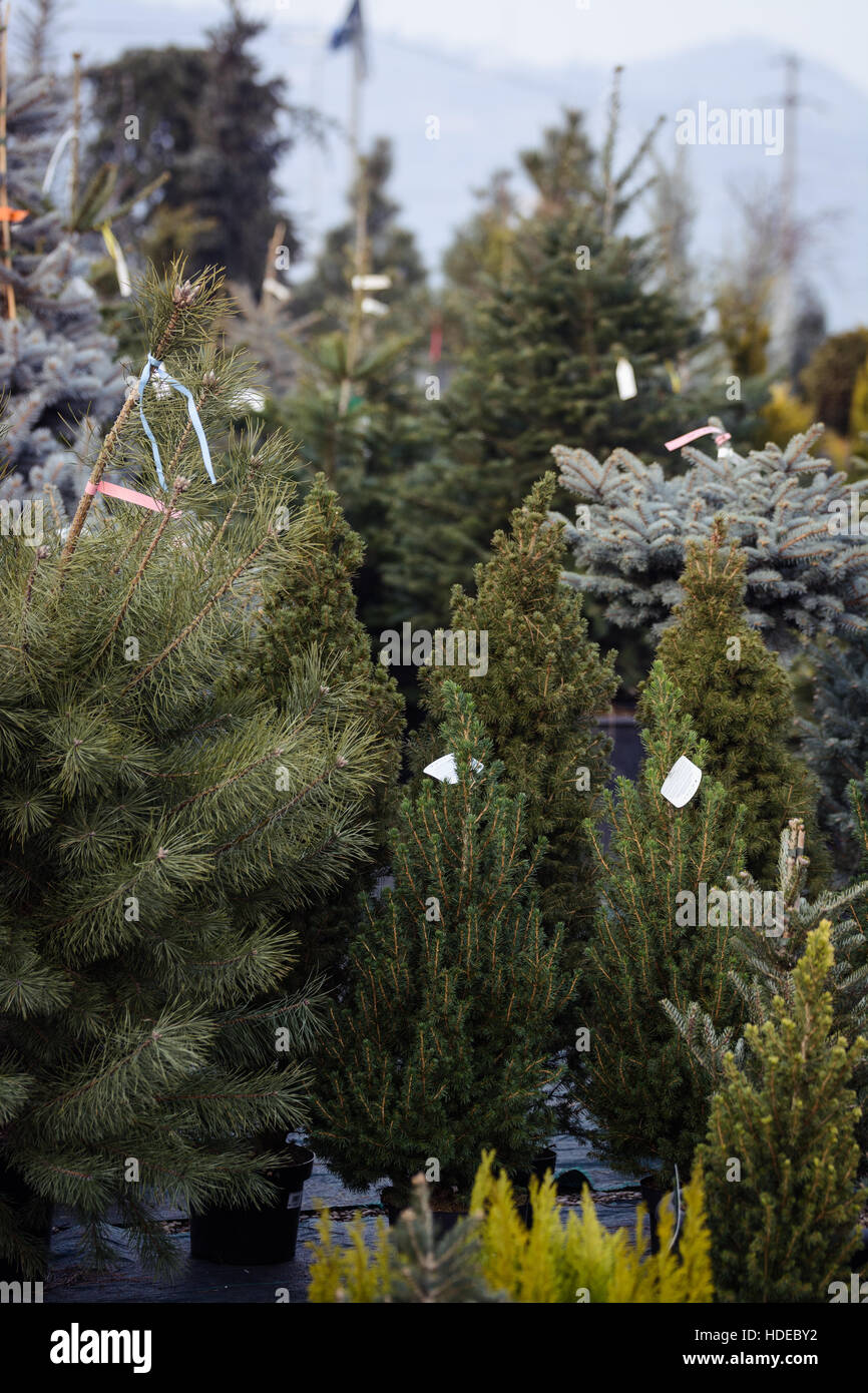 Los diferentes tipos de árboles de Navidad en macetas en venta Foto de stock