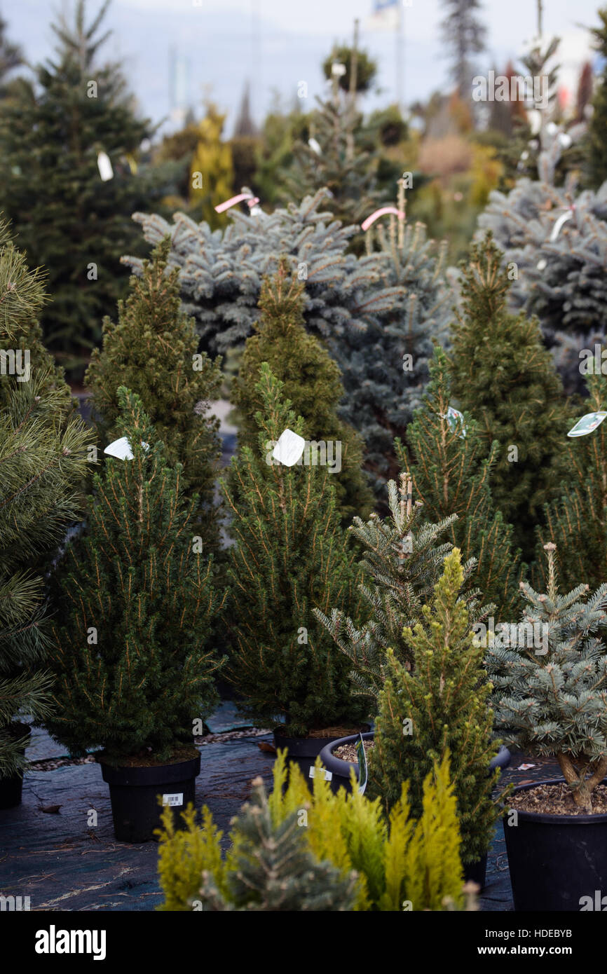 Los diferentes tipos de árboles de Navidad en macetas en venta Foto de stock
