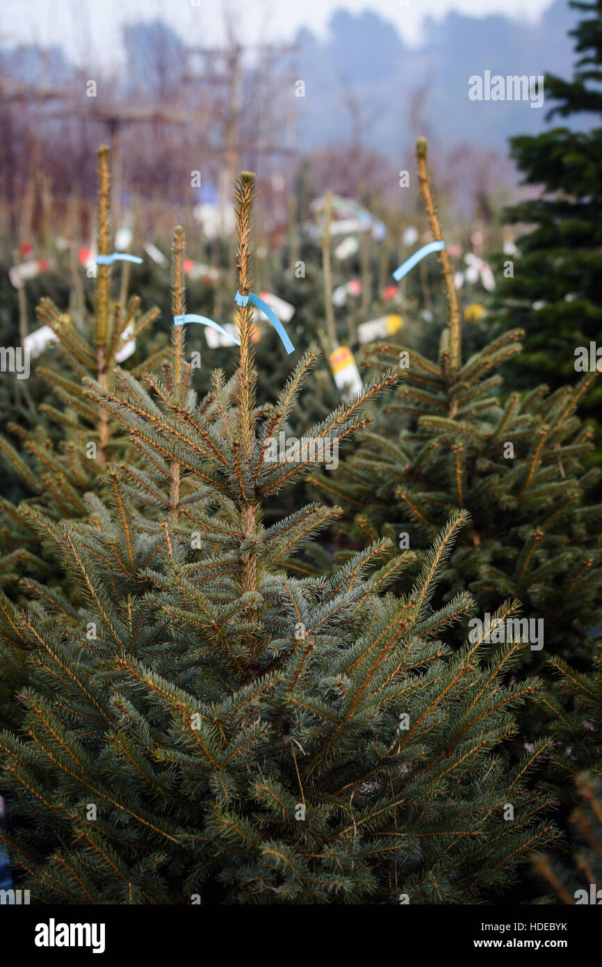 Los árboles de Navidad para la venta Foto de stock