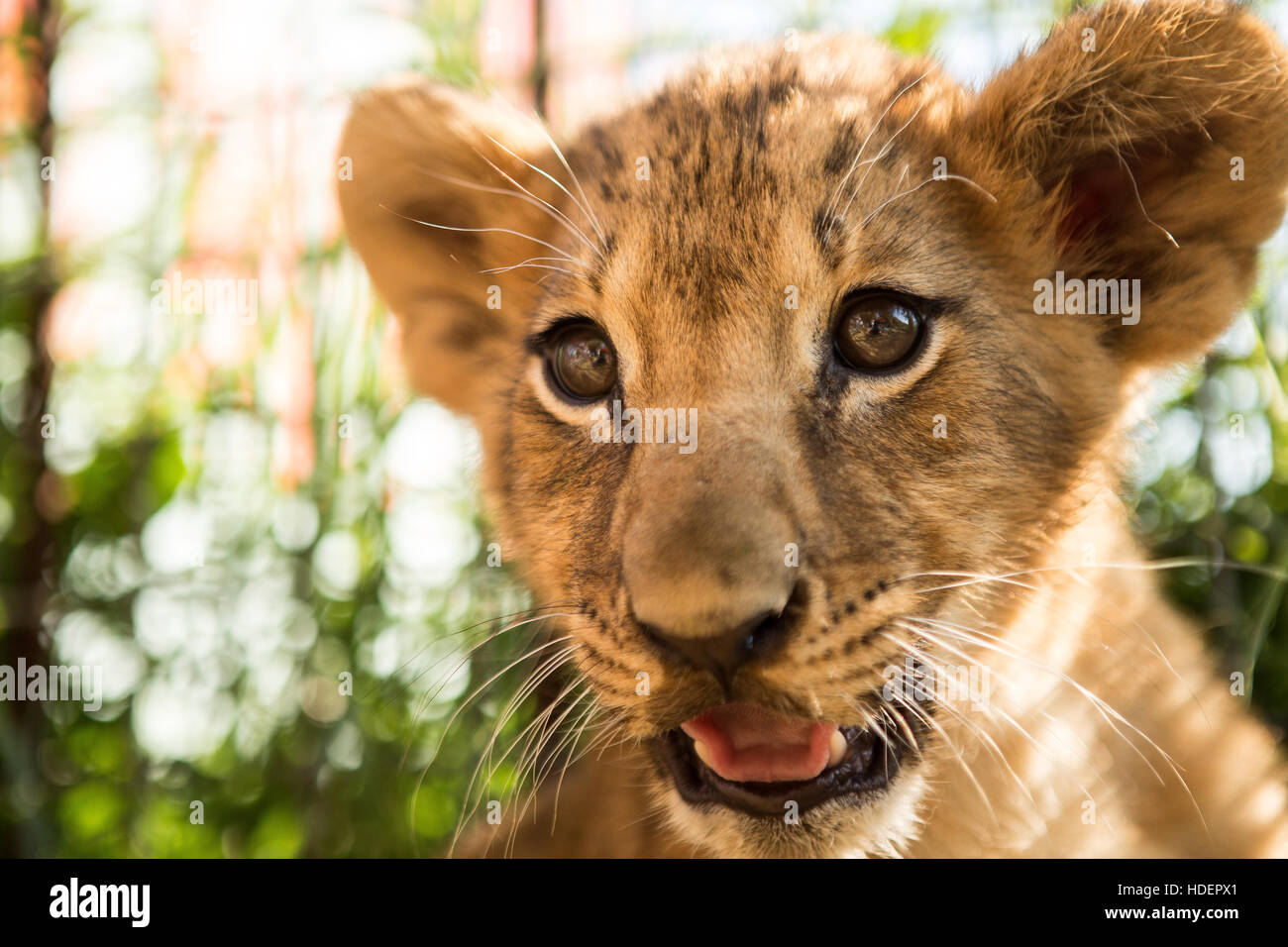 Retrato de cachorro de león en el parque Lion Taigan, Crimea, Rusia Foto de stock