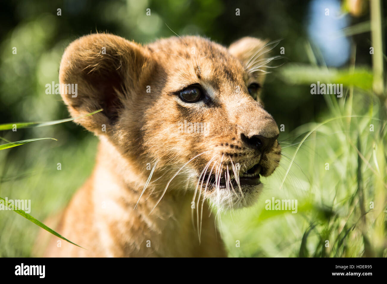 Retrato de cachorro de león en el parque Lion Taigan, Crimea, Rusia Foto de stock
