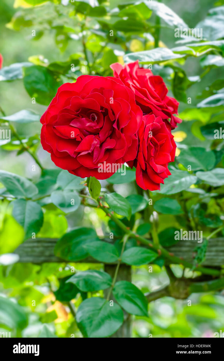 Rosas rojas de sangre en el jardín, el cultivo de plantas hortícolas ramo  de flores Fotografía de stock - Alamy